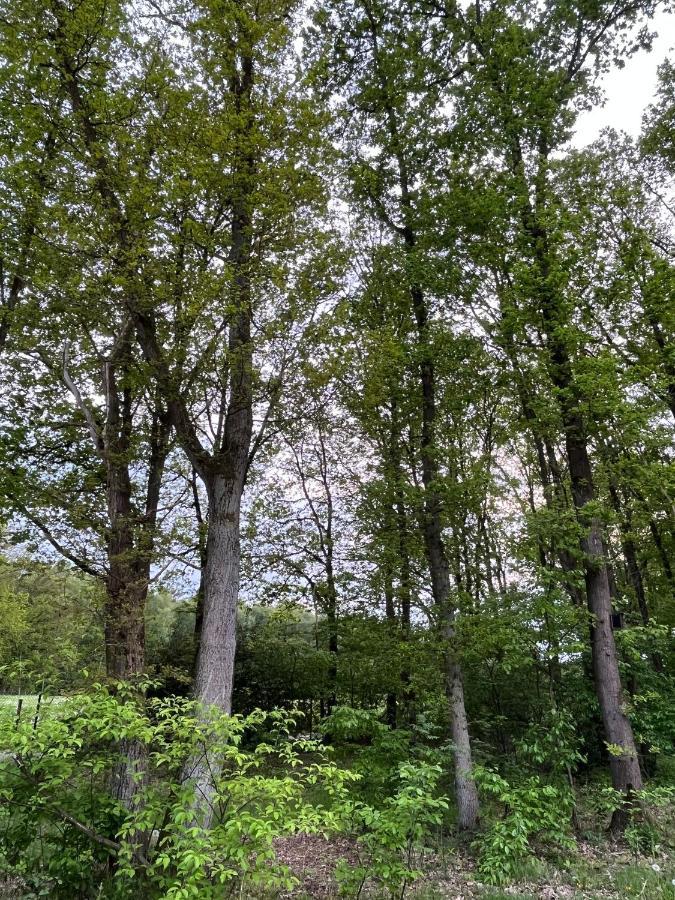 Chalet Liquidambar Zutendaal Εξωτερικό φωτογραφία